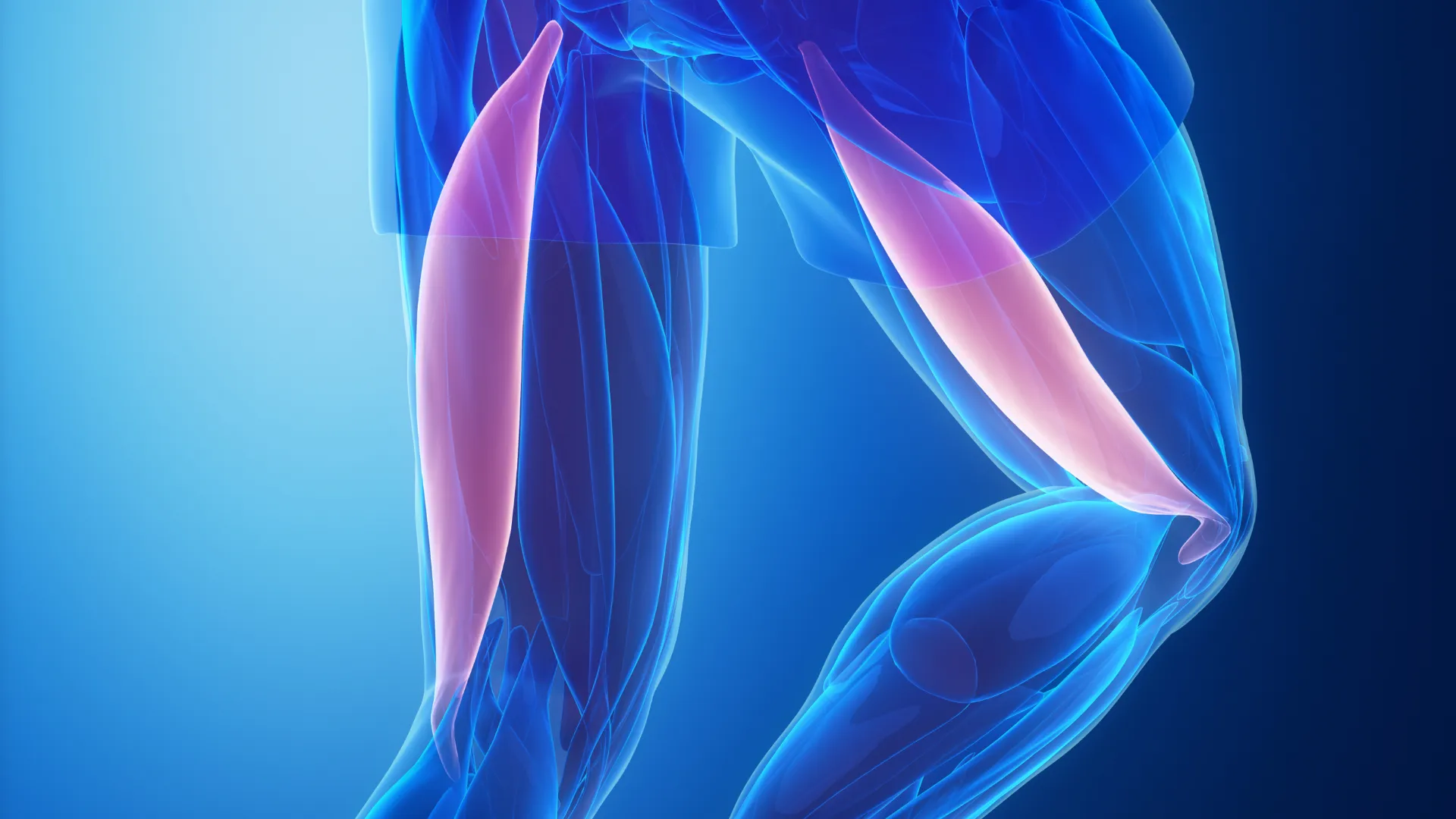 Bíceps femoral